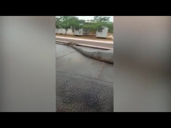 بالفيديو .. وجدوا افعى في موقع العمل
